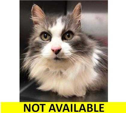 Adopt Katie a Gray or Blue Domestic Longhair / Domestic Shorthair / Mixed cat in