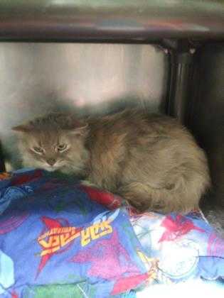 Adopt Emmie a Gray or Blue Domestic Longhair / Domestic Shorthair / Mixed cat in