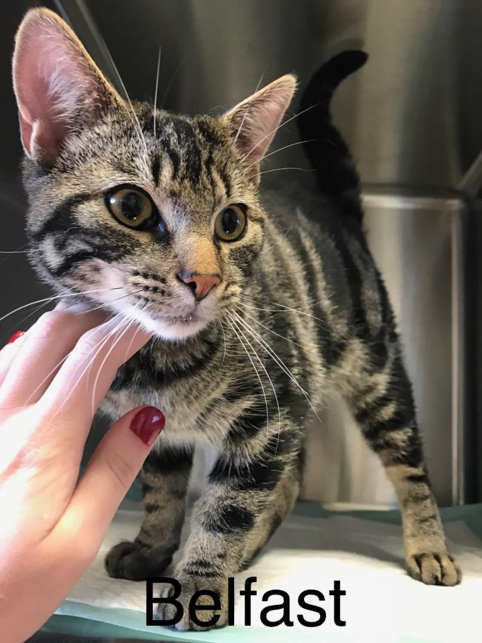 Adopt Belfast a Domestic Short Hair