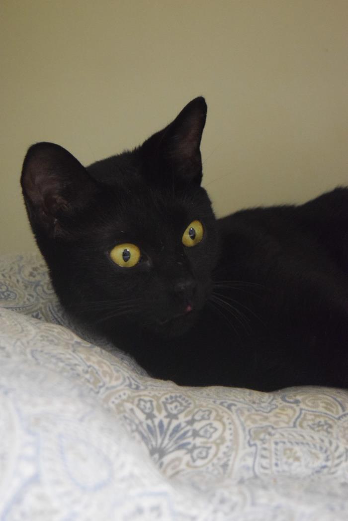 Adopt Salem a Domestic Short Hair