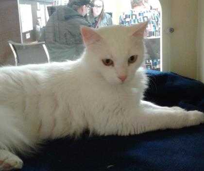 Adopt Snow a White Domestic Longhair / Domestic Shorthair / Mixed cat in