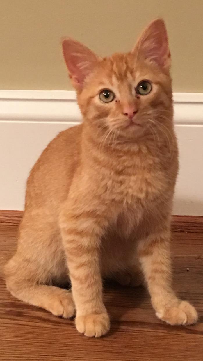Adopt Tango a Orange or Red Tabby Domestic Shorthair (short coat) cat in