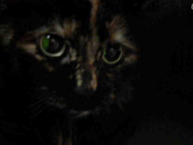 Adopt VICTORIA a Tortoiseshell Domestic Mediumhair / Mixed (medium coat) cat in