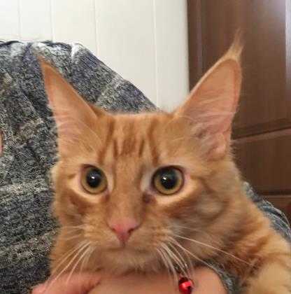 Adopt Baby AW a Orange or Red Domestic Shorthair / Domestic Shorthair / Mixed