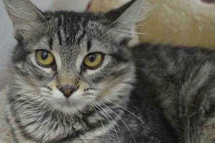 Adopt Zanna a Gray or Blue Domestic Shorthair / Domestic Shorthair / Mixed cat
