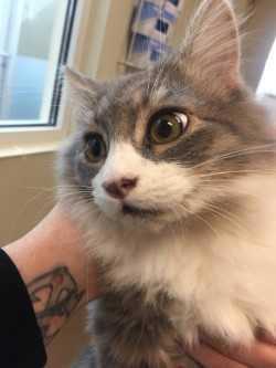 Adopt Bran Muffin a Gray or Blue Domestic Longhair / Domestic Shorthair / Mixed