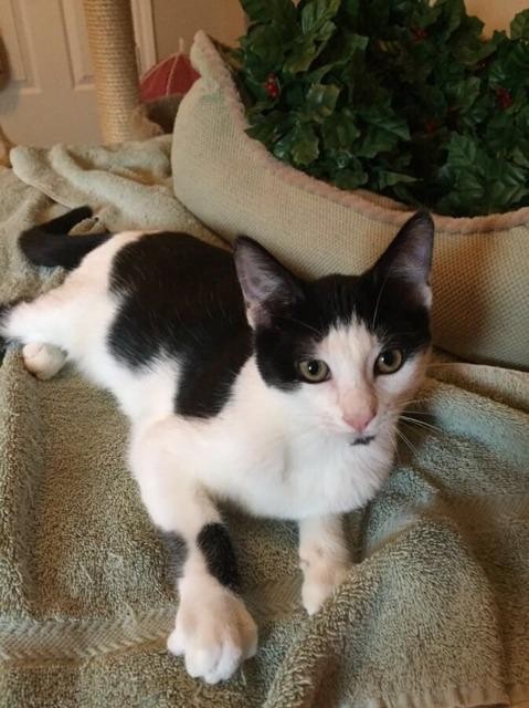 Adopt Picasso a Domestic Shorthair / Mixed (short coat) cat in Magnolia