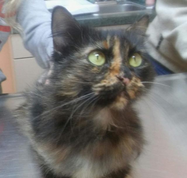 Adopt Bella a Domestic Longhair / Mixed (long coat) cat in Magnolia