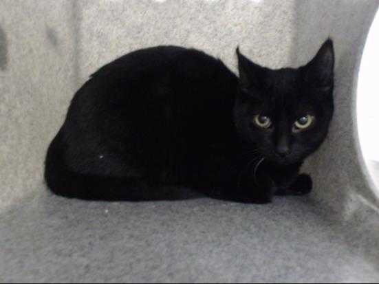 Adopt IVYANA a All Black Domestic Shorthair / Mixed (short coat) cat in