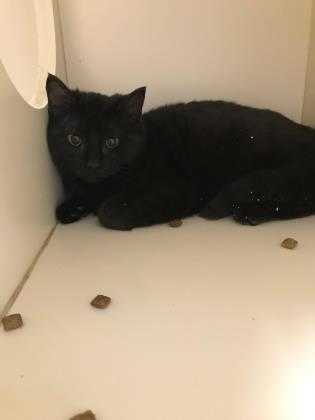 Adopt Shasta a All Black Domestic Shorthair / Domestic Shorthair / Mixed cat in