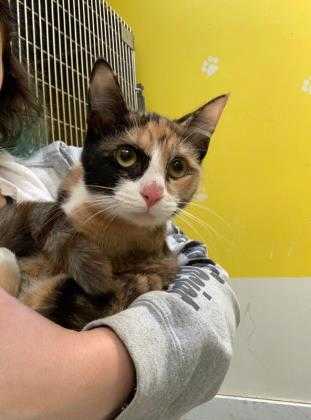 Adopt Clover a Orange or Red Domestic Shorthair / Domestic Shorthair / Mixed cat
