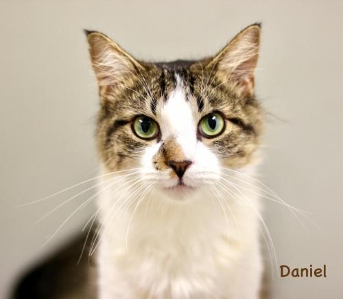 Adopt Daniel a Domestic Mediumhair / Mixed cat in Hot Springs Village