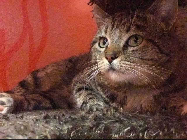 Adopt Henry a Domestic Shorthair / Mixed (short coat) cat in Las Vegas