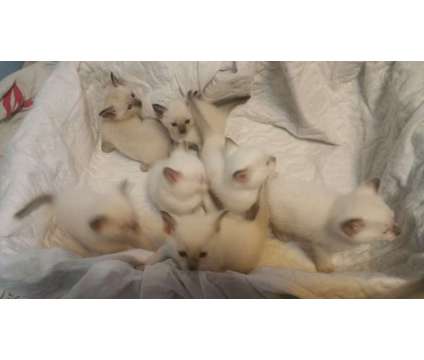 Traditional Siamese pure breed Sealpoint and chocolate point Males and Females