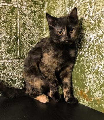 Adopt Cinnamon a Tortoiseshell