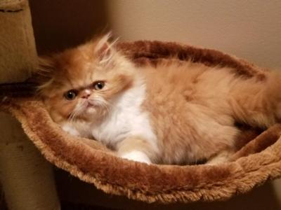 Red And White Persian