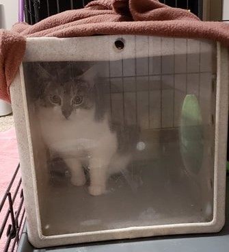 Adopt Pixie a Domestic Short Hair
