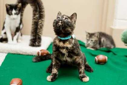 Adopt Marigold a All Black Domestic Shorthair / Domestic Shorthair / Mixed cat