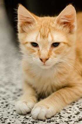 Adopt Bopper a Tan or Fawn Domestic Mediumhair / Domestic Shorthair / Mixed cat