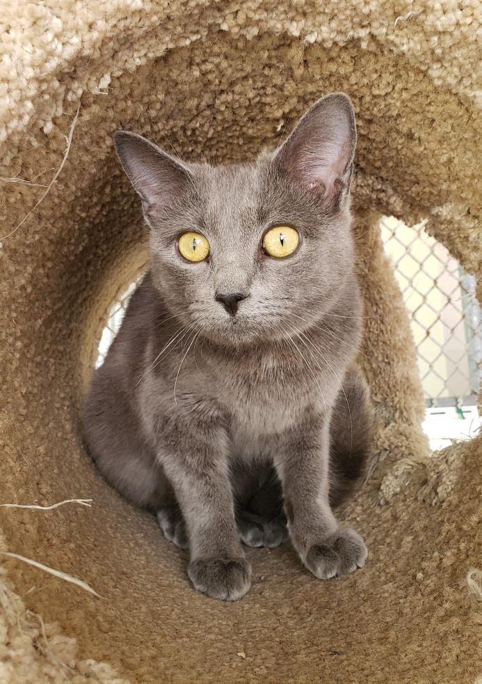 Adopt Tucker a Gray or Blue Russian Blue (short coat) cat in Umatilla