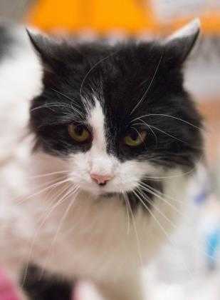 Adopt Jasper a All Black Domestic Longhair / Domestic Shorthair / Mixed cat in