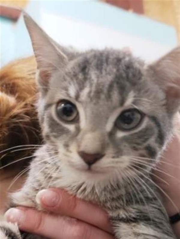 Adopt 18-12-3727d Little Fee a Domestic Shorthair / Mixed (short coat) cat in