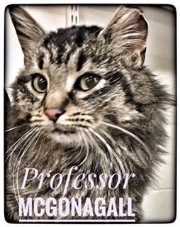 Adopt Professor McGonagall a Domestic Short Hair