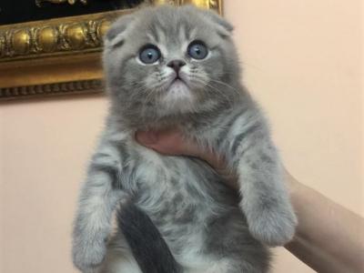 Scottish Fold Tabby Male Kitten