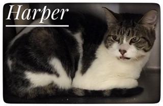 Adopt Harper a Domestic Short Hair