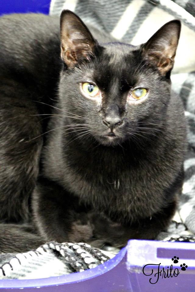Adopt Frito a Domestic Short Hair
