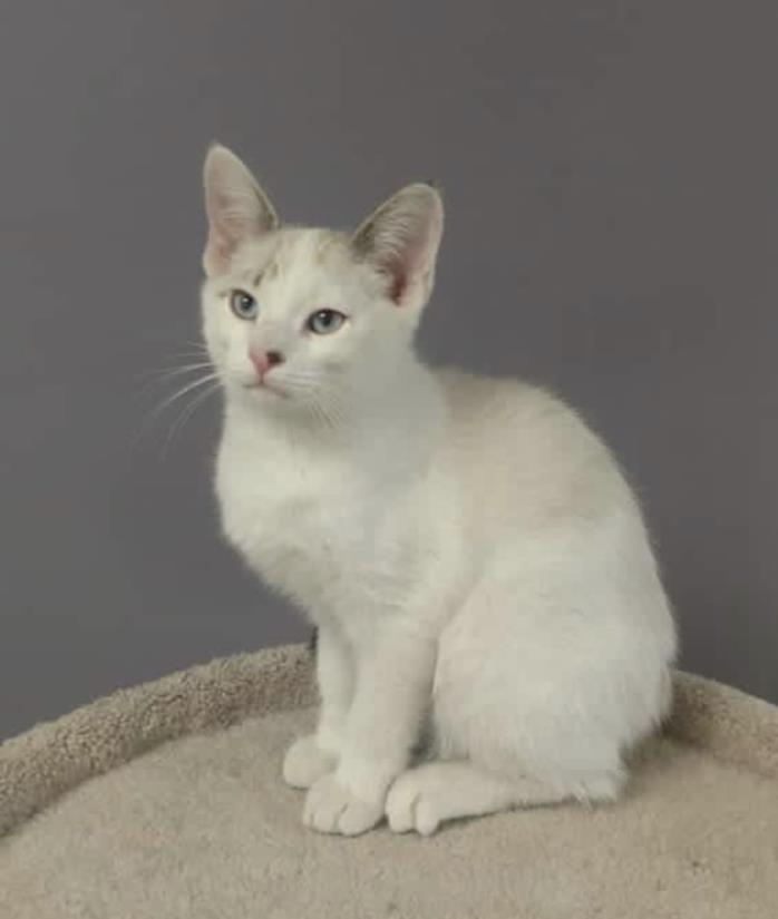 Adopt Rudolf a Domestic Short Hair