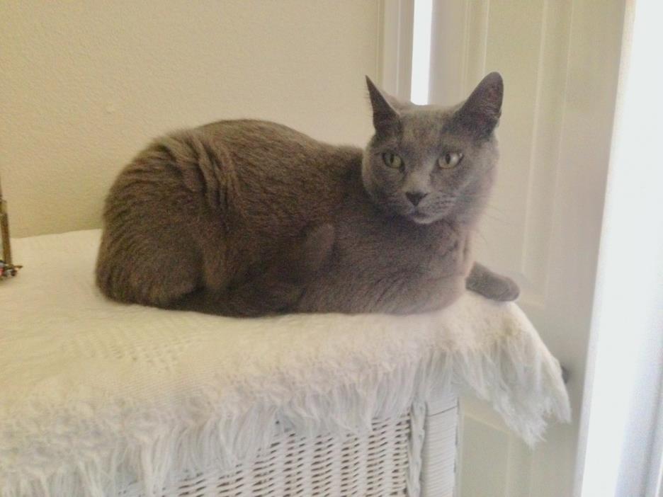 Adopt sadie a Gray or Blue American Shorthair / Mixed cat in Waxahachie