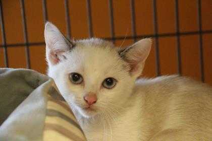 Adopt Burgundy a White Siamese / Domestic Shorthair / Mixed cat in New Orleans