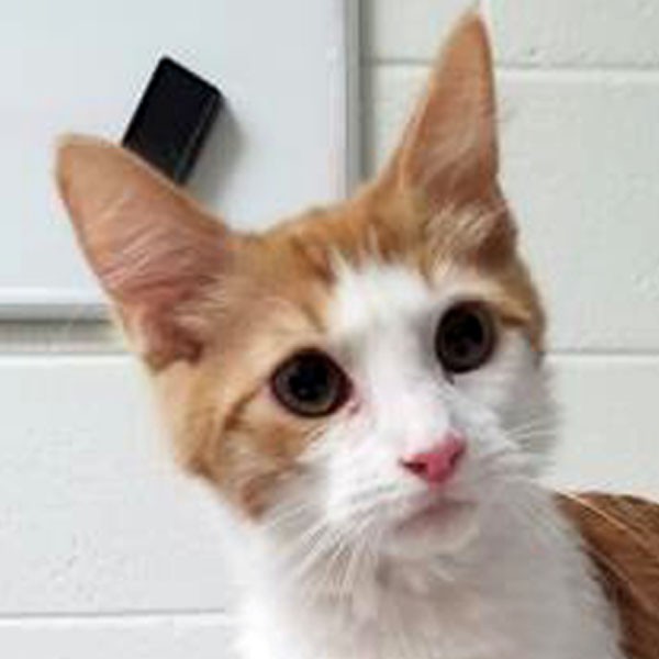 Adopt Cricket a Orange or Red Tabby Domestic Mediumhair (medium coat) cat in