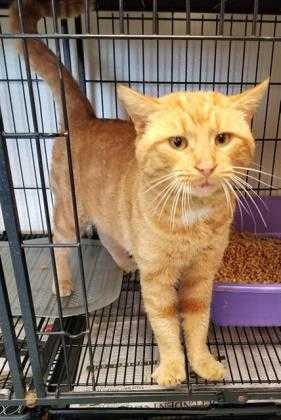 Adopt TURNER a Orange or Red Domestic Shorthair / Domestic Shorthair / Mixed cat