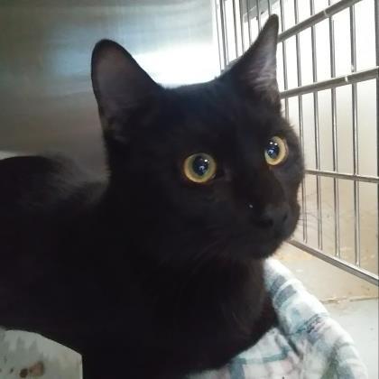 Adopt Quinn a All Black Domestic Shorthair / Domestic Shorthair / Mixed cat in