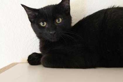 Adopt Williams a All Black Domestic Mediumhair / Domestic Shorthair / Mixed cat