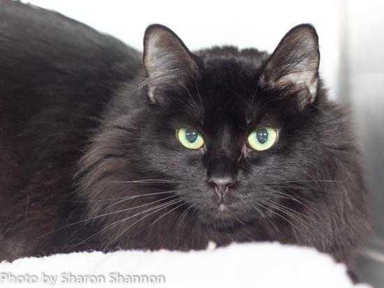 Adopt VICTORIA a All Black Domestic Longhair / Mixed (long coat) cat in