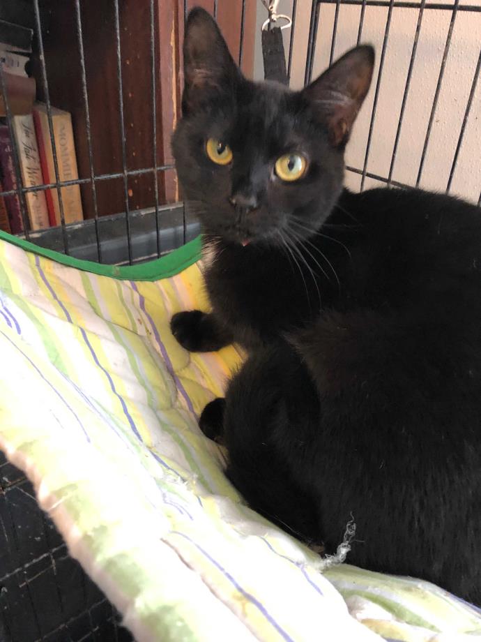 Adopt Jan a Black (Mostly) Domestic Shorthair (medium coat) cat in East