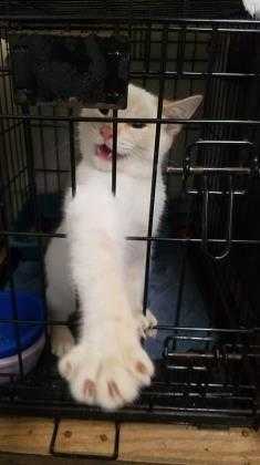 Adopt Scar a White Domestic Shorthair / Domestic Shorthair / Mixed cat in