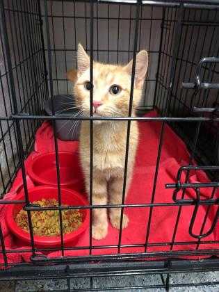 Adopt Sarabi a Orange or Red Domestic Shorthair / Domestic Shorthair / Mixed cat