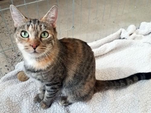 Adopt Weaver a Brown Tabby Domestic Shorthair / Mixed (short coat) cat in