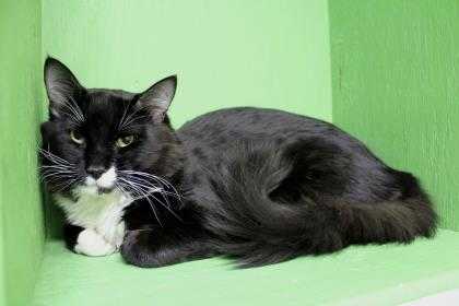 Adopt Tagalong a All Black Domestic Mediumhair / Domestic Shorthair / Mixed cat