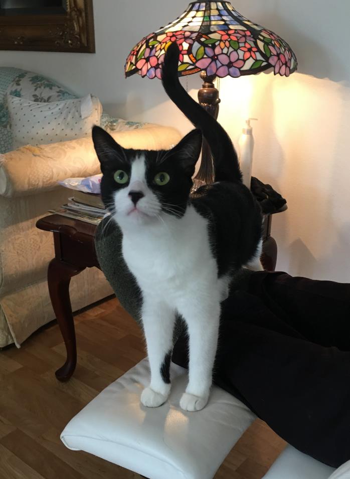 Adopt Gilda Guppy a Black & White or Tuxedo Bombay (short coat) cat in Phoenix