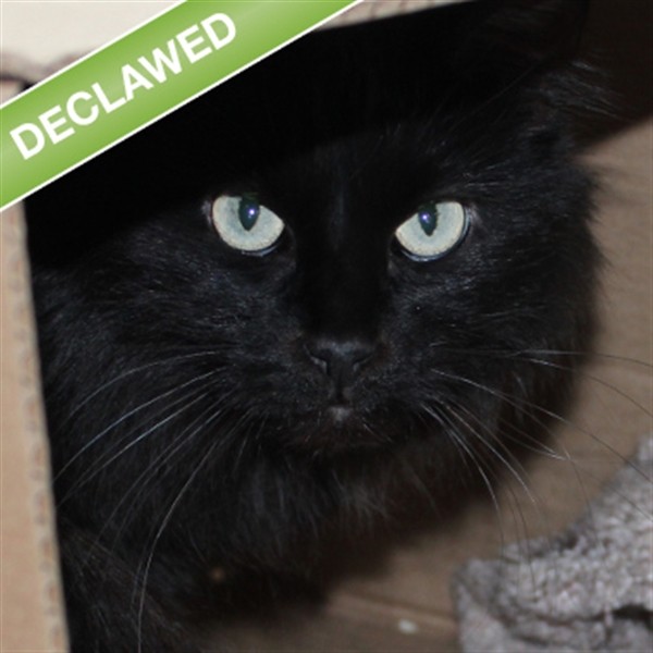 Adopt Bear -- Bonded Buddy With Daisy a Domestic Longhair / Mixed cat in Des