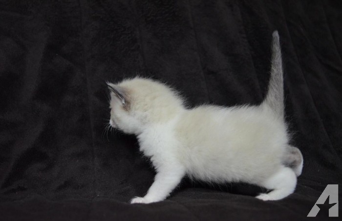 Gccf Registered Seal And Blue Ragdoll Kittens