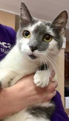 Adopt Meow-Meow a Gray or Blue Domestic Shorthair / Domestic Shorthair / Mixed
