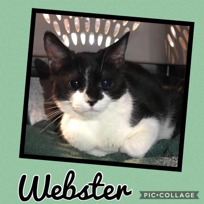 Adopt Webster a Black & White or Tuxedo Domestic Shorthair (short coat) cat in