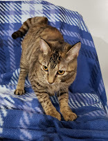 Adopt Ash a Domestic Short Hair, Torbie