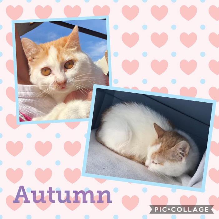 Adopt Autumn a White (Mostly) Domestic Shorthair (short coat) cat in Scottsdale